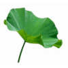 鲜荷叶 Fresh lotus leaves