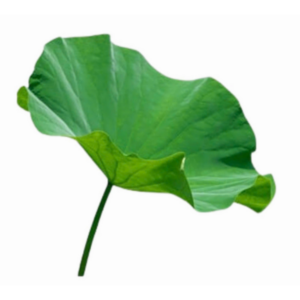鲜荷叶 Fresh lotus leaves