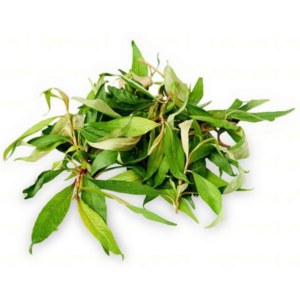 叻沙叶 Knotgrass - Vietnamese coriander