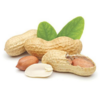 花生 Peanut